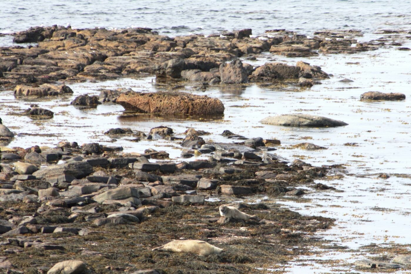 La Scozia occidentale fra Lowlands e Highlands - Gills - Baia con foche